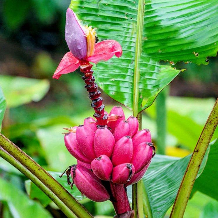 Саджанці Банану рожевого Оксамитового (Musa Velutina) - великоплідний, солодкий, невибагливий Р9