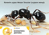 Колония муравьев Messor Structor, жнецы, королева с личинками + муравьи 5