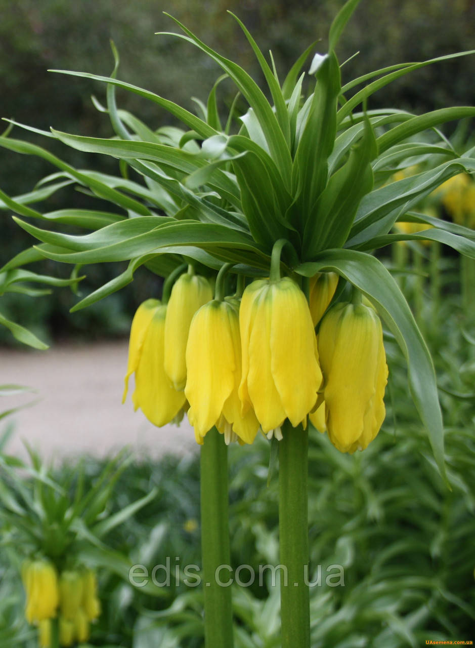 Рябчик імператорський Lutea (фрітіларія Царська корона Лутеа) 1 цибулина