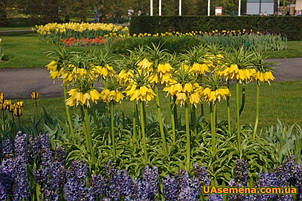 Рябчик імператорський Lutea (фрітіларія Царська корона Лутеа) 1 цибулина, фото 2