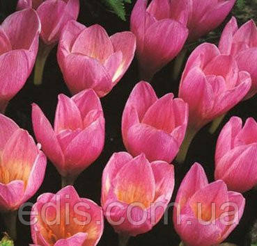 Крокус осінній Zonatus (Зонатус) 5 цибулин, фото 1
