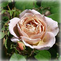 Роза спрей японская Лоли (Loly)