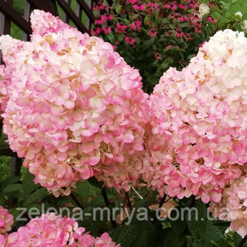 Гортензія волотиста Меджикал Світ Саммер (Magical Sweet Summer) 5 л. 70 см. саджанець