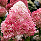 Гортензія волотиста Пінк Леді (Pink Lady) С5, фото 3