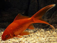 Золотая рыбка Комета красная (8-11 см)