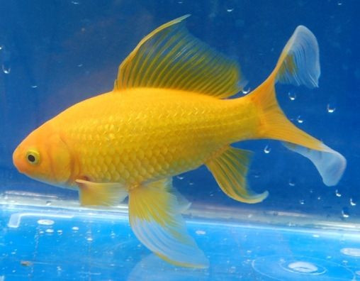 Золота рибка Комета жовта (8-11 см)