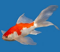 Золота рибка Комета Сараса (8 - 11 см)