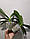 Уцінка Орхідея доросла 2.5" без квітів Chi Yeh cow, фото 4