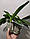 Уцінка Орхідея доросла 2.5" без квітів Chi Yeh cow, фото 3