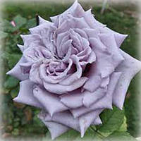 Троянда чайно-гібридна японська Шато Мертію (Chateau Myrtille)