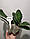 Уцінка Орхідея без квітів. Сорт CPM67 горщик 2.5, фото 2