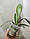 Уцінка Орхідея без квітів. Сорт CBS200 горщик 2.5, фото 3