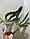 Уцінка Орхідея без квітів. Сорт CYM35 горщик 2.5, фото 3