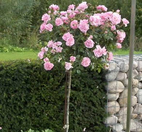 Троянда на штамбі Констанс ( саджанці 2 роки - H130cm ), фото 2