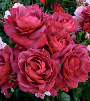 Троянда на штамбі Браун Шугар ( спрей) ( саджанці 2 роки - H130cm ), фото 2