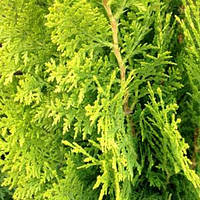 Туя (Thuja)