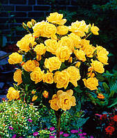 Роза на штамбе Керио ( саженцы 2 года - H130cm )