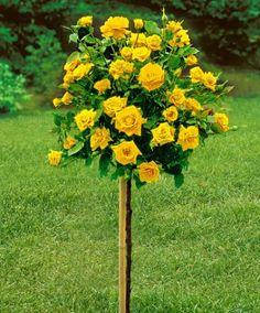 Троянда на штамбі Еллоу Фейрі ( саджанці 2 роки - H130cm ), фото 2