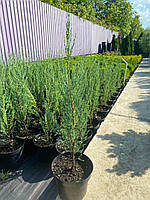 Можівник скальний Блю Ерроу (Juniperus scopulorum Blue Arrow) 60 см