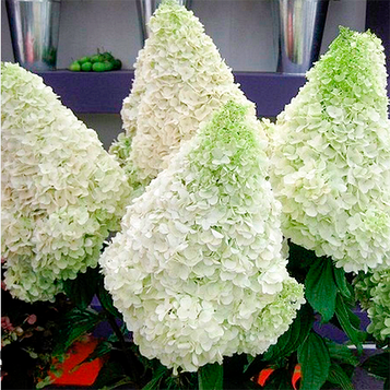 Гортензія волотиста Полар Бір (Polar Bear) p9