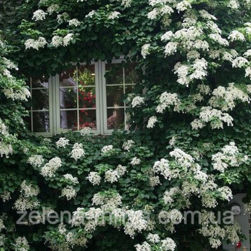 Гортензія черешкова Петіоларіс (Petiolaris), фото 1