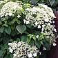 Гортензія черешкова Петіоларіс (Petiolaris), фото 2