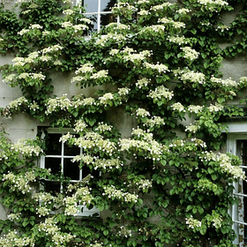 Гортензія черешкова (плетиста)