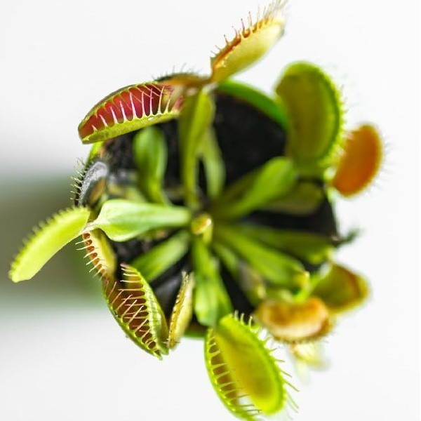 Венерина Мухоловка Цветок Растение Хищник в Вазоне, Dionaea muscipula ...