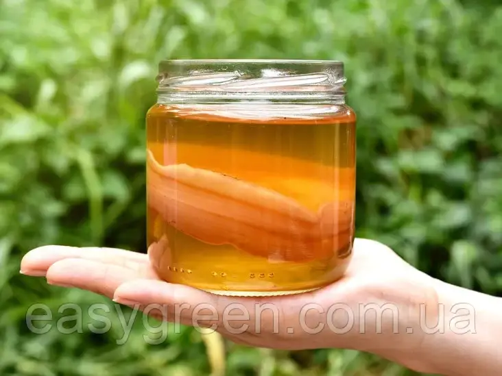 Чайний гриб SCOBY Джун L Комбуча Зелений чай та мед Sadove, фото 1