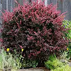 Саджанці Барбариса Тунберга Ред Чіф (Red Chief) С1, фото 2