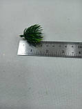 Гілка сосни -бонсай-звичайний, штучна зелена 31 см, фото 4