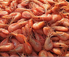 Креветки чорноморські