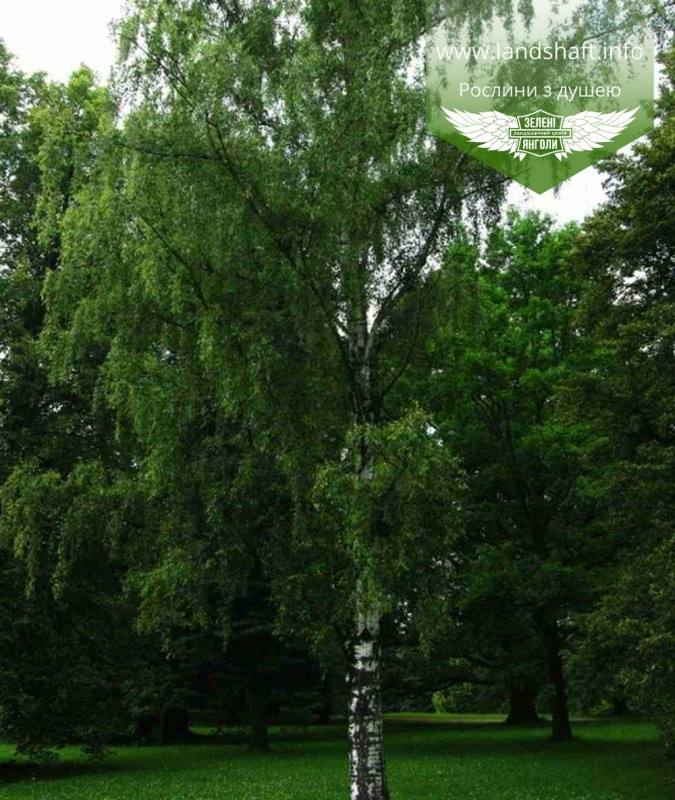 Betula pendula, Береза повисла,WRB - ком/сітка,22-24cm,H450+ см