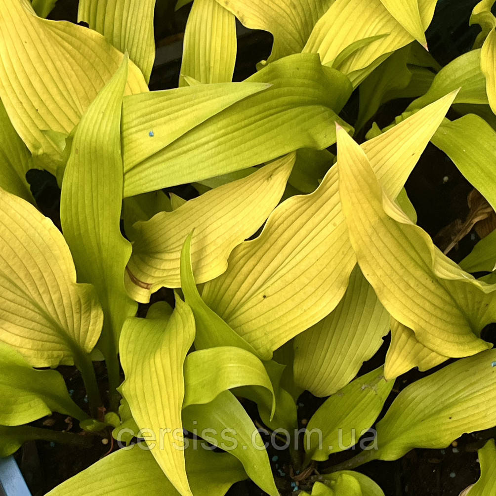 Хоста жовта сан пауер Hosta Sun power