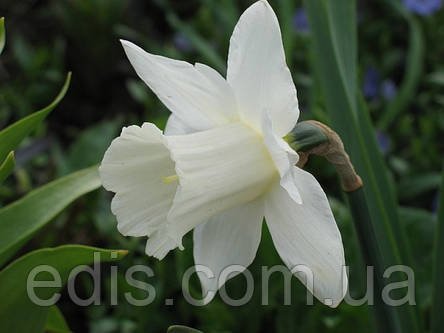 Нарцис трубчастий Mount Hood 10/12 1 цибулина, фото 2