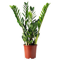 Заміокулькас Rovinsky Garden Zamioculcas Доларове дерево 90-100 см 5 л (RG592)