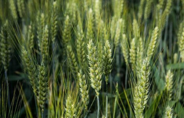 Колоніа насіння озимої пшениці безоста, Limagrain (Лимаграйн), Перша репродукція