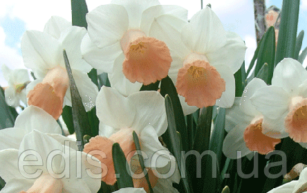 Нарцис Корончатий Rosy Sinrise (Розі Санрайз) 10/12 1 цибулина, фото 2