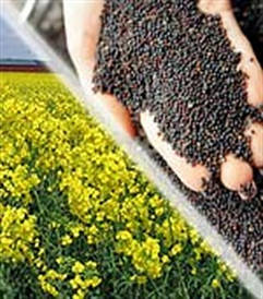 Насіння ріпаку