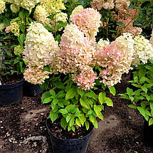 Гортензія волотиста Геркулес / С20 / Hydrangea Hercules, фото 3