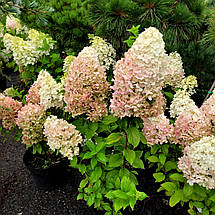 Гортензія волотиста Геркулес / С20 / Hydrangea Hercules, фото 4