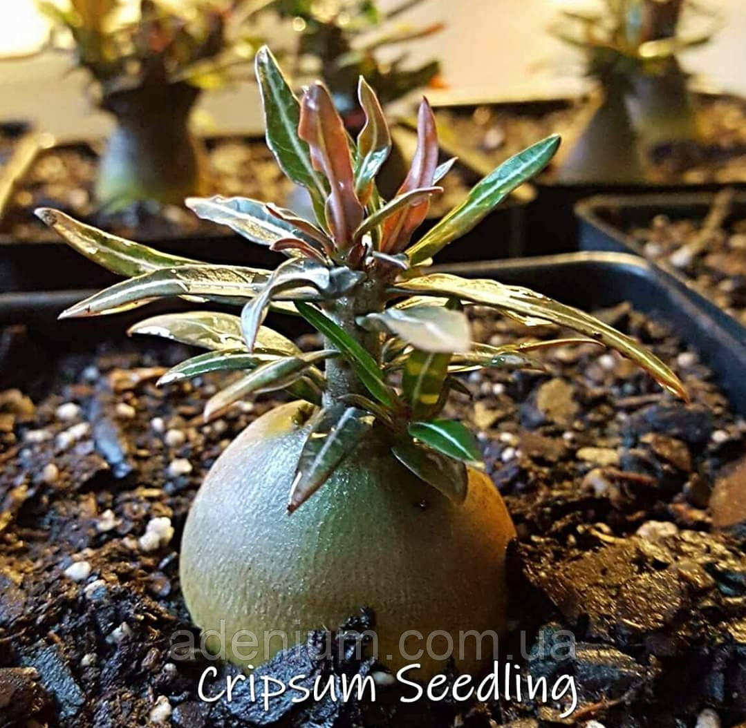 Аденіум Crispum (семена, 1шт)