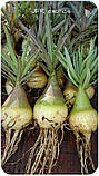 Аденіум Crispum (семена, 1шт), фото 3
