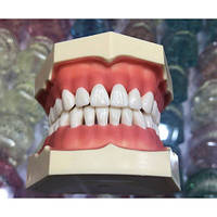 Сменные зубы с отверстием для зубных моделей (28 шт.)