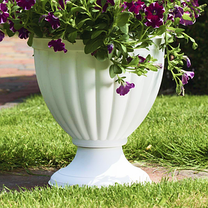 Вазон Грація