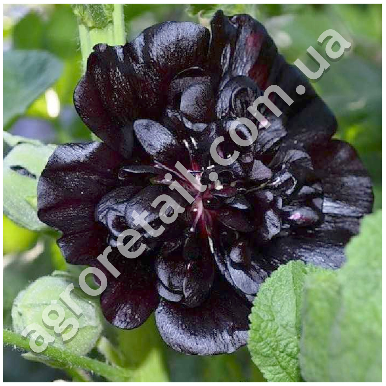 Мальва Багира 0.5 г Gl Seeds - фото 2 - id-p1921751400