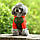 Куртка для собак «Клуб», червоний, зимовий, осінній одяг для собак дрібних, середніх порід, фото 7