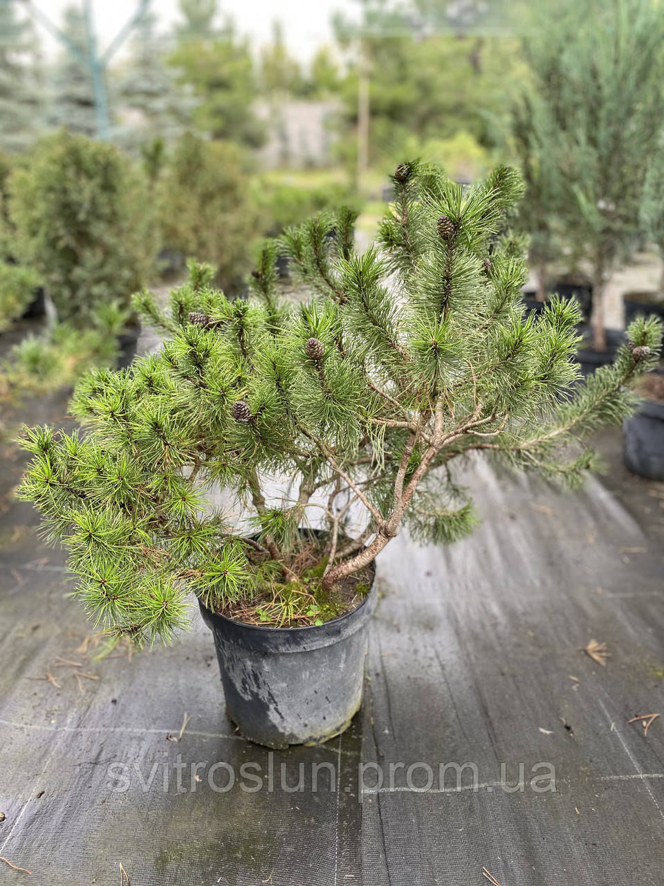 СОСНА ГІРСЬКА (PINUS MUGO) «PUMILIO» EXTRA/ D 50 см / С 7 - фото 2 - id-p875678199