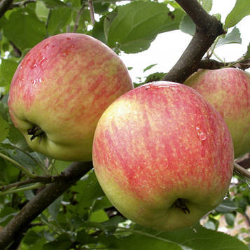 Яблоня Чемпіон Арно (осінній термін)  Предзамовлення на осінь