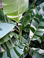 Банан Florida Variegata. Musa Florida Variegata.